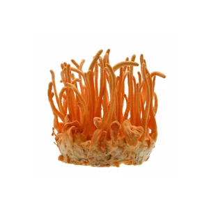 Cordyceps cultivo líquido Cordyceps militaris con instrucciones - Imagen 1 de 10