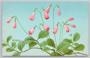 Zwillingsblume Linnea Borealis rosa gefärbte Blumen Juni bis August Postkarte - Bild 1 von 2