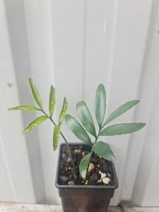Cycad -Rare Encephalartos Hildebrandtii seedlings - Picture 1 of 2