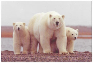 Postal de oso polar de Alaska con cachorros AK Beaufort Sea ANWR - Imagen 1 de 2