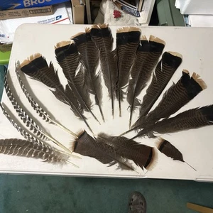 TURKEY Tail Wing Feathers Grey Red Brown Gray crafts decoy Fly Tie Loose - Picture 1 of 14