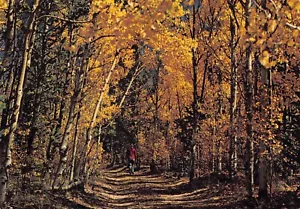 Quaking Aspen Trees Forest Colorado CO Autumn Foliage Dirt Road 6x4 Postcard M7 - Picture 1 of 2
