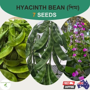 ORGANIC Hyacinth Bean (শিম) 8 Seeds Very High Yielding Bangladeshi Shim OZ Grown - Picture 1 of 12