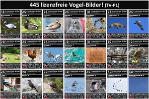 445 Lizenzfreie Profi-Bilder Vogel Tierwelt Vögel Wildlife Photoshop UVP 399,- - Bild 1 von 22