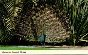 Postcard - Peacock in Tropical Florida - Picture 1 of 2