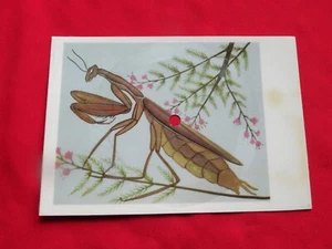 THE TROGGS you're lying ORIG 1960s MINT Polish FLEXI postcard #16 JERZY HEINTZE - Picture 1 of 2