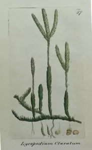 STAGHORN CLUB MOSS Lycopodium Clavatum Antique Botanical Engraving Sowerby 1794 - Picture 1 of 1