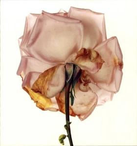 1984 Irving Penn Blue Moon Rose End Of Life Art Photo Engraving - Picture 1 of 1