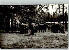 39886596 - 4815 Stukenbrock Tierpark Elefanten Ort handschriftlich Foto