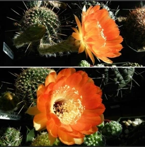 Echinopsis Hybrid Fluffy Ruffles (20 seeds) - Picture 1 of 1