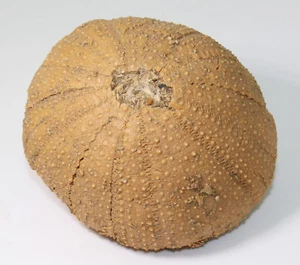 Riccio di mare, Schizechinus serialis, Terziario, Pliocene, Almeria, Spagna -eb5004 - Foto 1 di 7