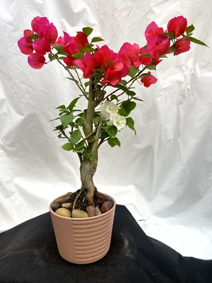 Beautiful Blooming Pink AND White Old Live Bougainvillea Bonsai Tree Live Plant - Image 1 of 4