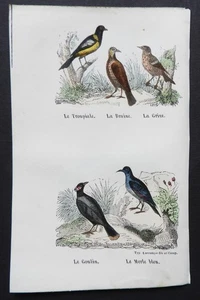 BUFFON Anfang 19. Jh. - Farbradierung VÖGEL: Oriol-Troupiale, Grive.. - Bild 1 von 2