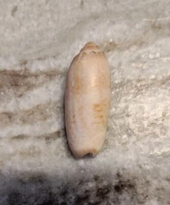 Lettered Olive Seashell Found at Folly Beach SC 32.674060, -79.900474  G2 4 - Picture 1 of 5