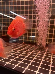 Red Spotted Severum Cichlid - Heros sp. - Live Fish 3 Inch - Picture 1 of 5