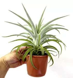 Tillandsia harrisii - potted, advanced specimen similar to photos - Picture 1 of 3