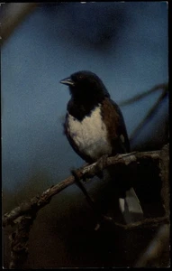 Animal Rufous-sided Towhee pájaro ubicación desconocido sin usar postal de colección - Imagen 1 de 2