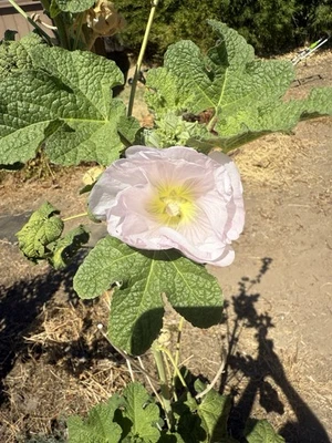 250+ Hollyhock Seeds.  You'll want to sow or plant before end of the year. - Image 1 of 4
