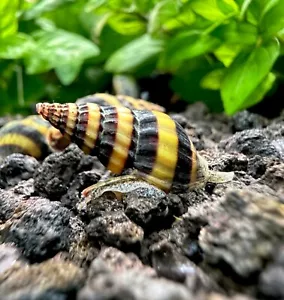 3 Assassin Snails (Clea helena) Live Freshwater Snails - pest snail control - Picture 1 of 6