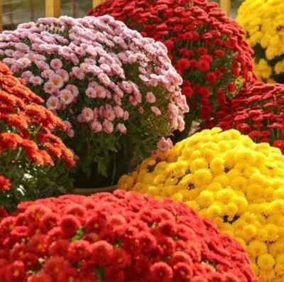 Garden mum mix - 200 SEEDS - Chrysanthemum indicum - Perennial LONG FLOWERING UK - Image 1 of 4