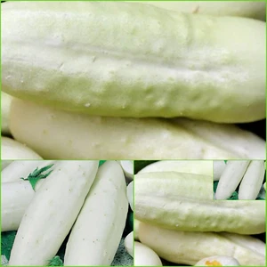 CUCUMBER REDLANDS LONG WHITE 15 Seed Bulk VEGETABLES Autumn WINTER Spring SUMMER - Picture 1 of 3