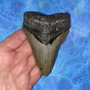 MEGALODON SHARK TOOTH 3.82” HUGE TEETH MEG SCUBA DIVER DIRECT FOSSIL NC 3411 - Picture 1 of 8