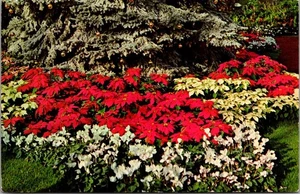 Horticultural Conservatory MITCHELL PARK Milwaukee, Wisconsin c1968 Postcard - Picture 1 of 2