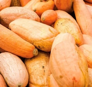 Pink Banana (Winter) Squash Seeds | Heirloom - Picture 1 of 2