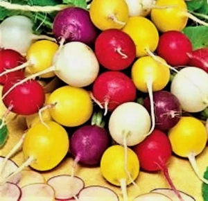 CRAYON COLOR mix Radish Seeds-for fall growing - 5 gram packet -FREE SHIPPING - Picture 1 of 2