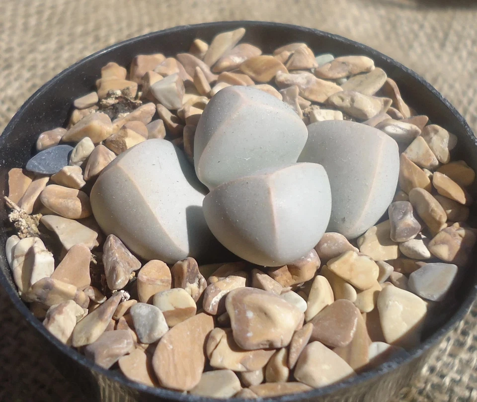 Karoo Split Rock Succulents, 2" Pot - Image 1 of 1