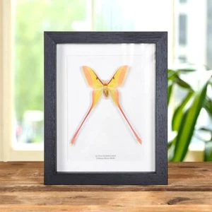 Männlicher chinesischer Mond Taxidermie Mottenrahmen (Actias dubernardi) - Bild 1 von 9