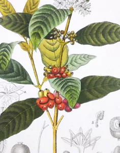1831, SET OF 15 TURPIN FINE ANTIQUE WATERCOLOURS PEPPER COFFEE TEA TRUFFLE XVD - Picture 1 of 23