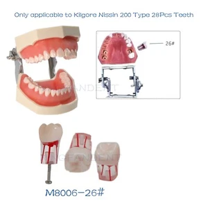 Dientes de práctica de conducto radicular modelo dental estándar modelo M8006-26# Nissin Kilgore - Imagen 1 de 35