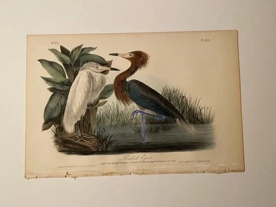 Audubon Reddish Egret.  First Edition Octavo (1840-1844) - Image 1 of 2