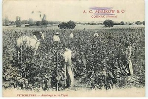 COGNAC - A.C. Meukow & C° - Viticulture - Attachage de la V - ST145 - 052 - Picture 1 of 2