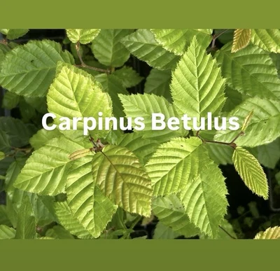 3 x European Hornbeam - Carpinus Betulus - Seedlings Suitable For Bonsai - Image 1 of 2