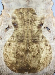Figure Electric Bass Top Barky Golden Camphor Wood Burl Set Luthier Supply - Picture 1 of 4