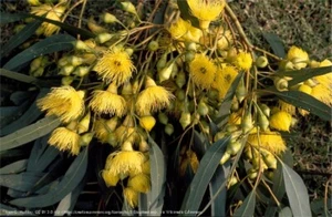 WATER GUM EUCALYPTUS SEEDS-FLOWERING-PINK-RED-YELLOW-GARDEN FEATURE TREE PLANT - Picture 1 of 4