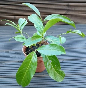 Cherry Laurel Evergreen Bare Root Hedge Plants Garden - Picture 1 of 3