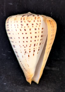 Conus betulinus Conidae grande cono di faggio cono 137 mm - Foto 1 di 12