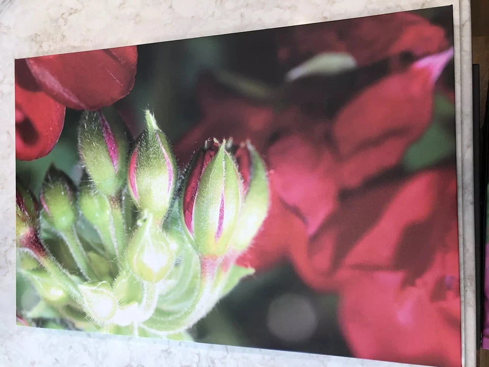 Love Buds Canvas - Image 1 of 1