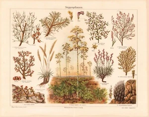 c1900 STEPPE PLAINS GRASSLANDS PLANTS CHROMOLITHOGRAPH @10x13 - Picture 1 of 2