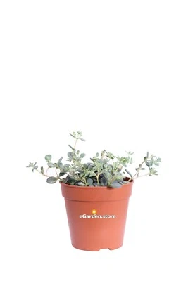 Pianta di Sedum Sieboldii Mediovariegatum Erba Teresina vera pendente da esterno - Immagine 1 di 3