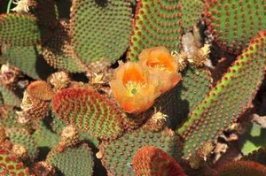 1 "Schalee" von "Opuntia Microdasys"Var Rufida" 10/15 cm lang Cutting  - Bild 1 von 1