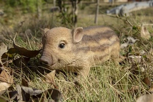 Clearance-Boar Wild Pig Figure Garden Statue Garden Yard Flowerbed Decor - Picture 1 of 6