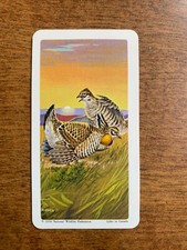 BROOKE BOND RED ROSE TEA CARDS - SERIES 13 - NORTH AMERICAN WILDLIFE IN DANGER