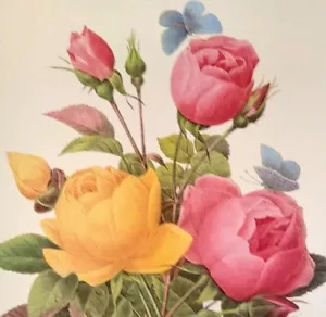 Piatto libro stampa arte botanica P J Redoute fiori rosa lutea e rosa indica 127 - Foto 1 di 3