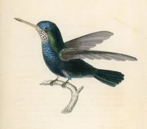 Colibrí azul-verde 1833 coloreado a mano acero grabado jardin lagartos - Imagen 1 de 3