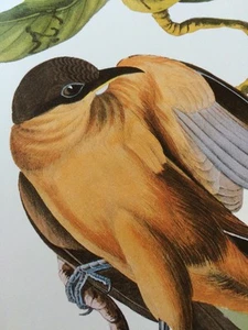 Mangrove Cuckoo Audubon Bird Print Picture Plate 231 - Picture 1 of 6