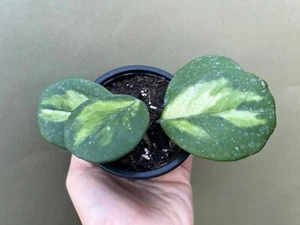 Hoya obovata variegata - Bild 1 von 2